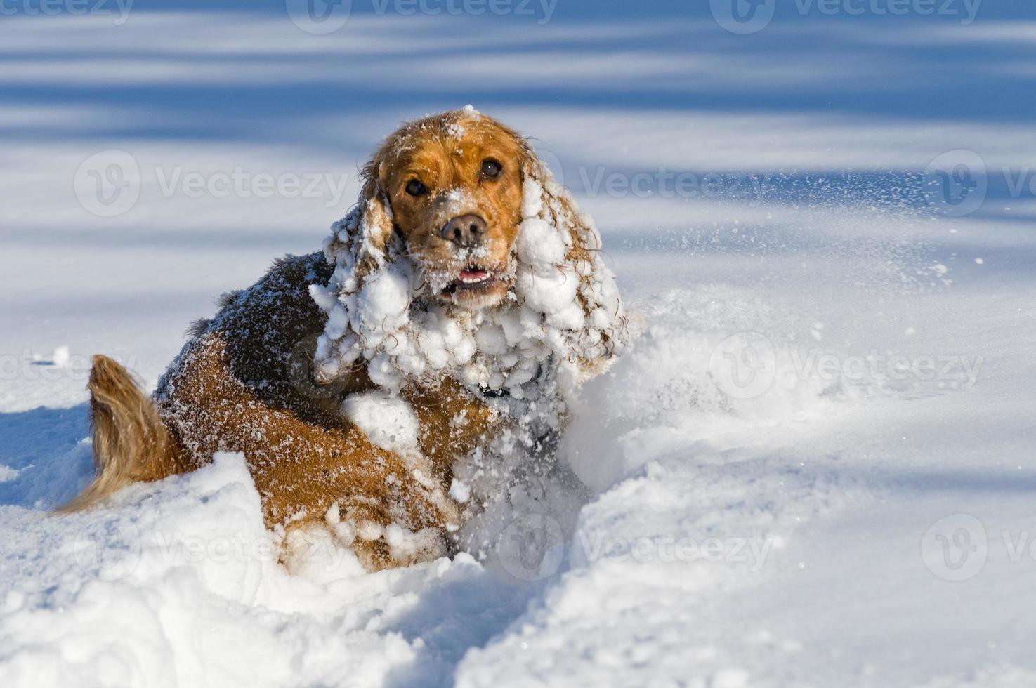 Junger Cocker Spaniel-Hund, der Sie beim Spielen auf dem Schnee ansieht foto