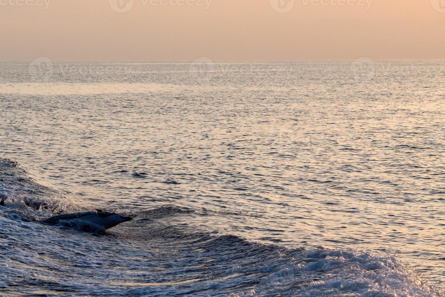 Bewegungseffekt auf Delfine beim Springen in das tiefblaue Meer foto