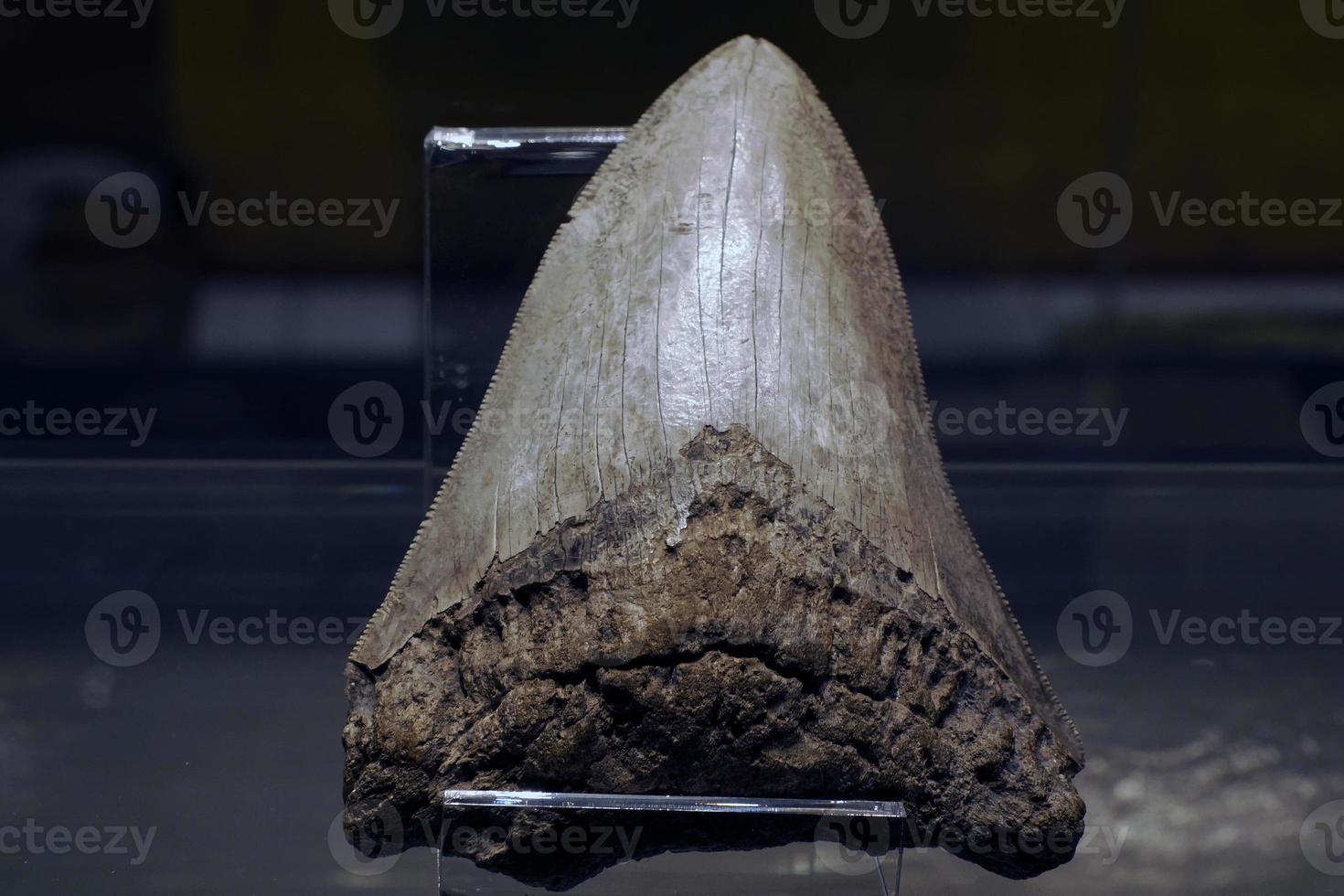 45 Millionen Jahre alte Megalodon-Haizahndetails foto