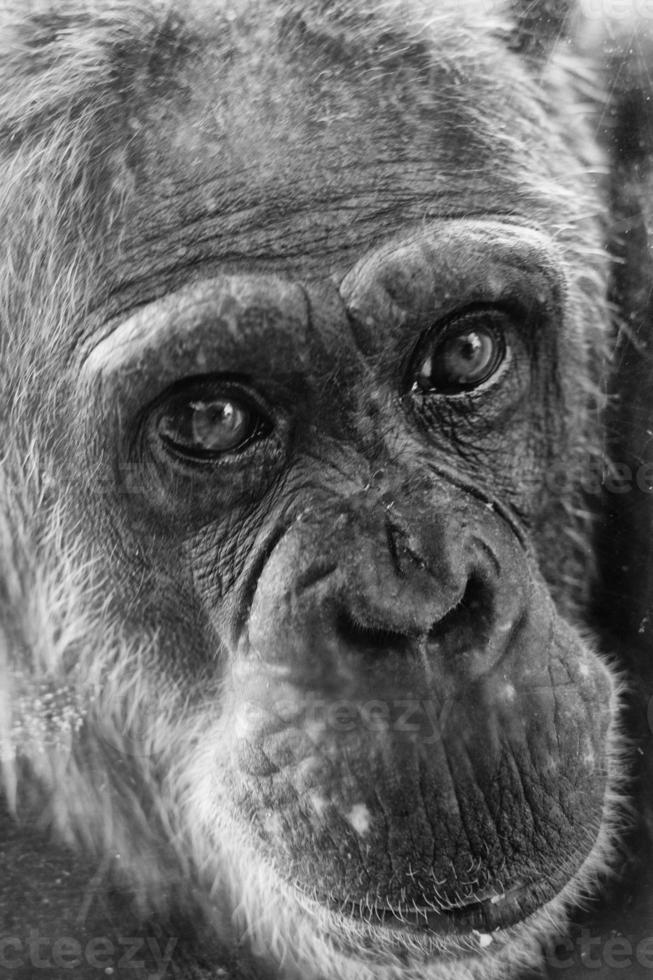 Affe Schimpansenaffe in Schwarz und Weiß foto