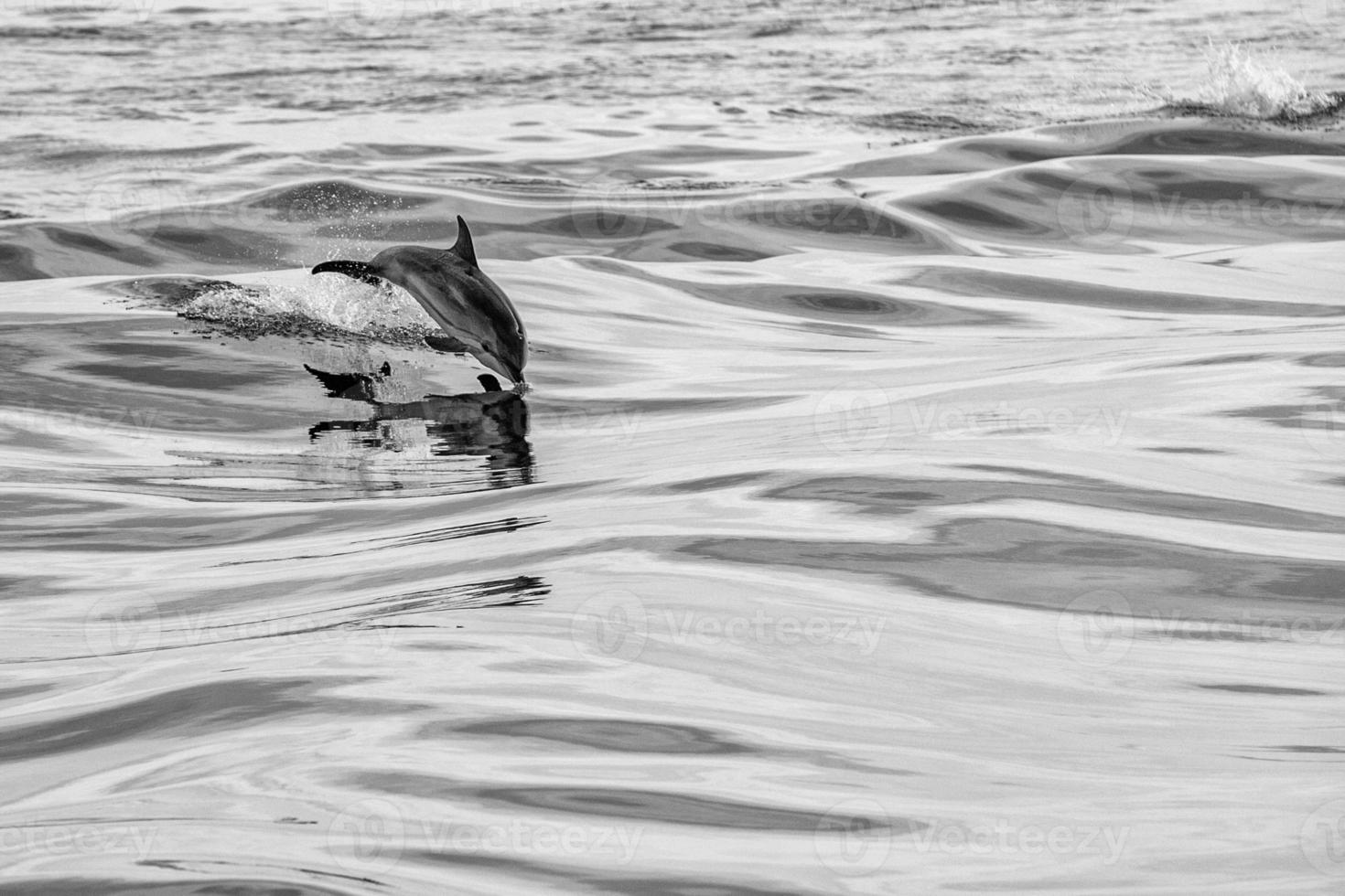 Delphin springt außerhalb des Ozeans foto