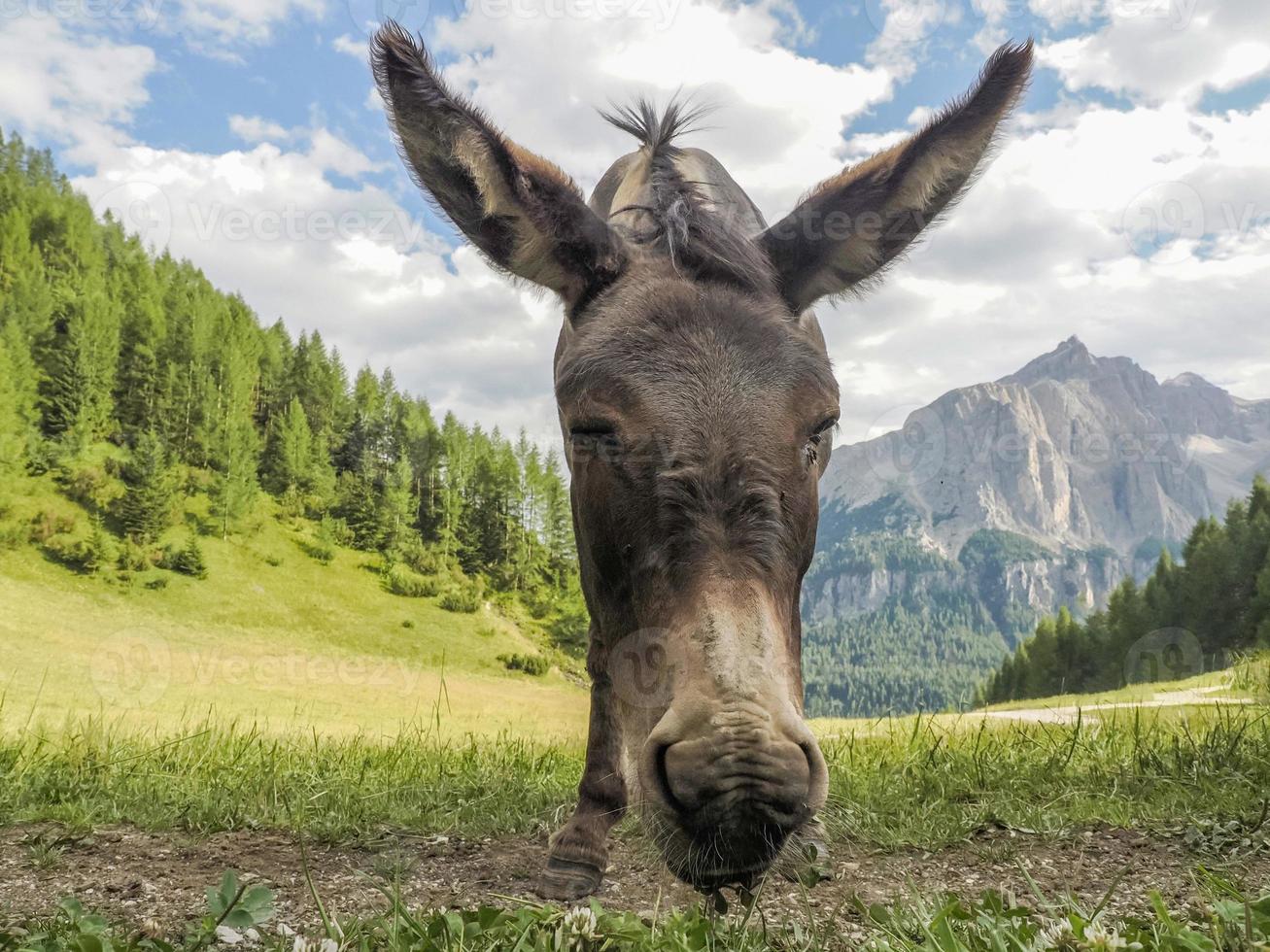 lustiges Nahaufnahme-Eselporträt in den Dolomiten foto