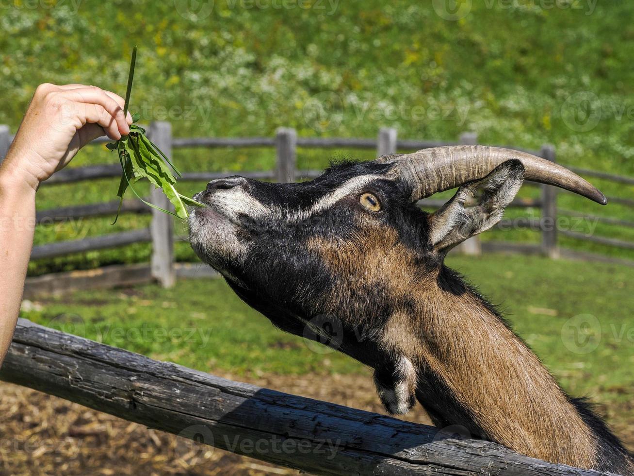 Hand, die eine Ziege mit Gras füttert foto