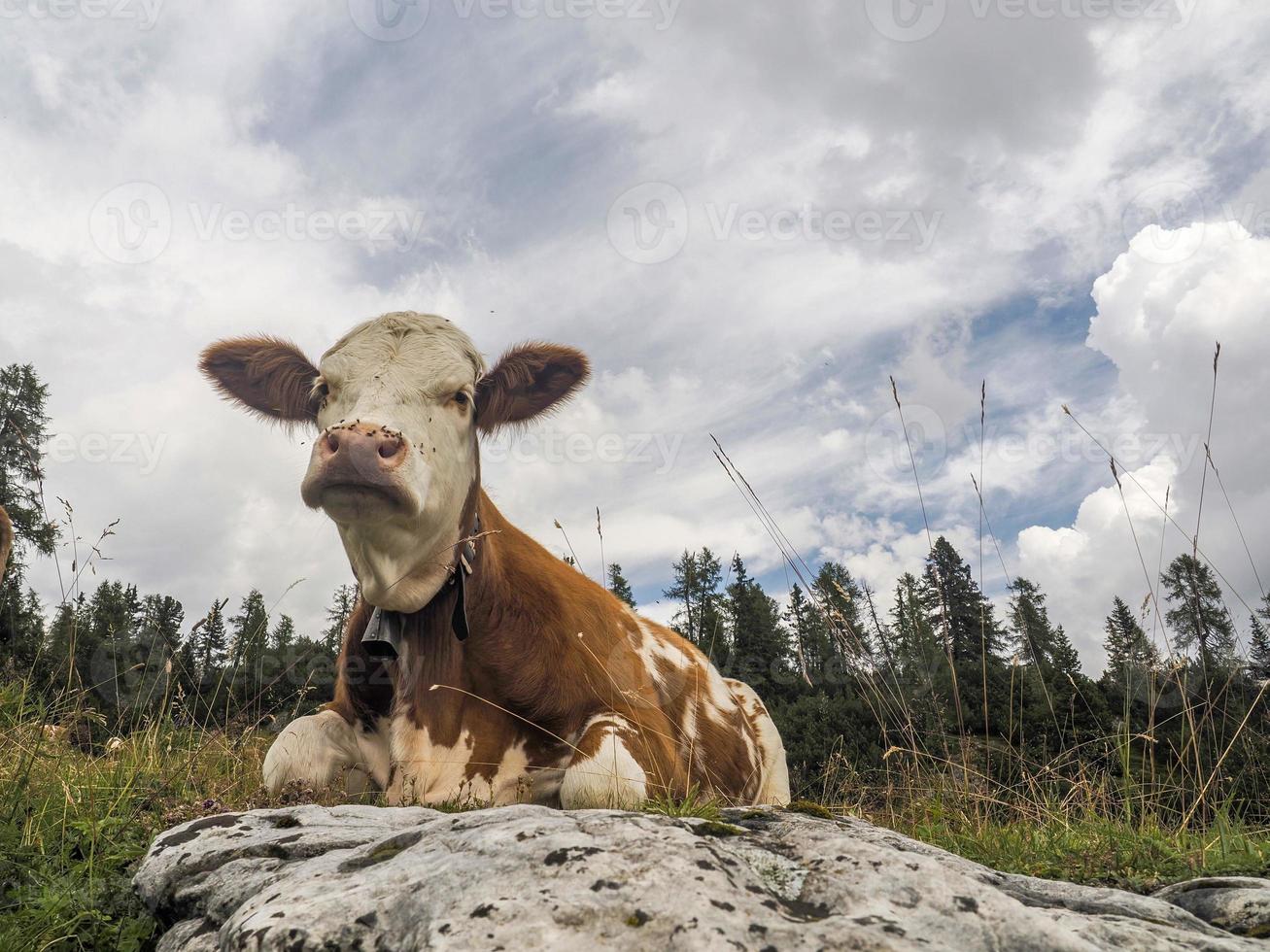 Kuhporträt aus nächster Nähe, die Sie in den Dolomiten ansieht foto