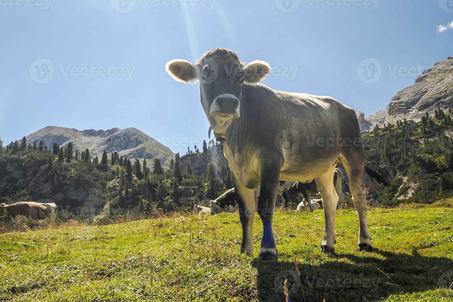 Kuhporträt aus nächster Nähe, die Sie in den Dolomiten ansieht foto