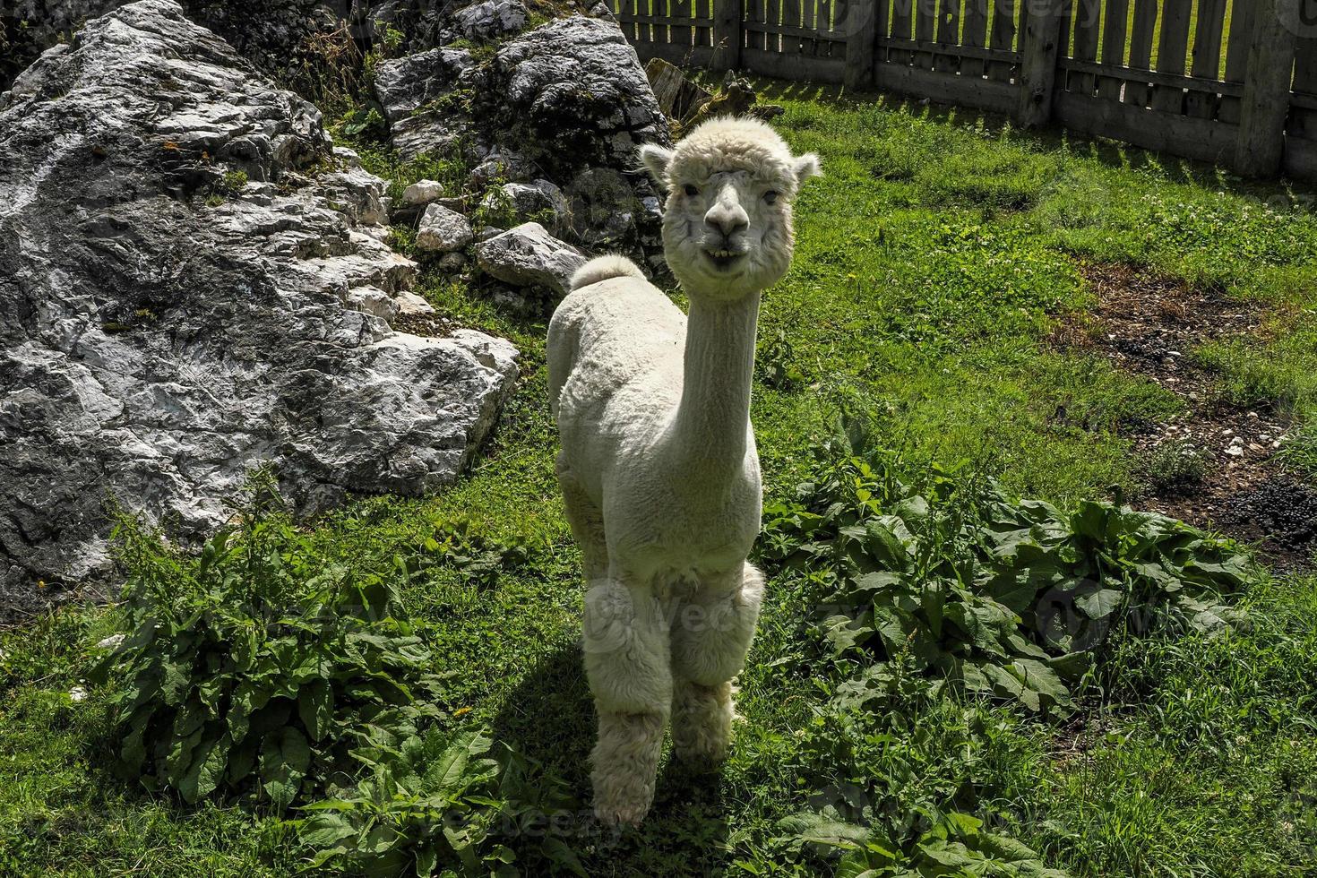 Alpaka entzückendes, flauschiges Porträt, das dich ansieht foto