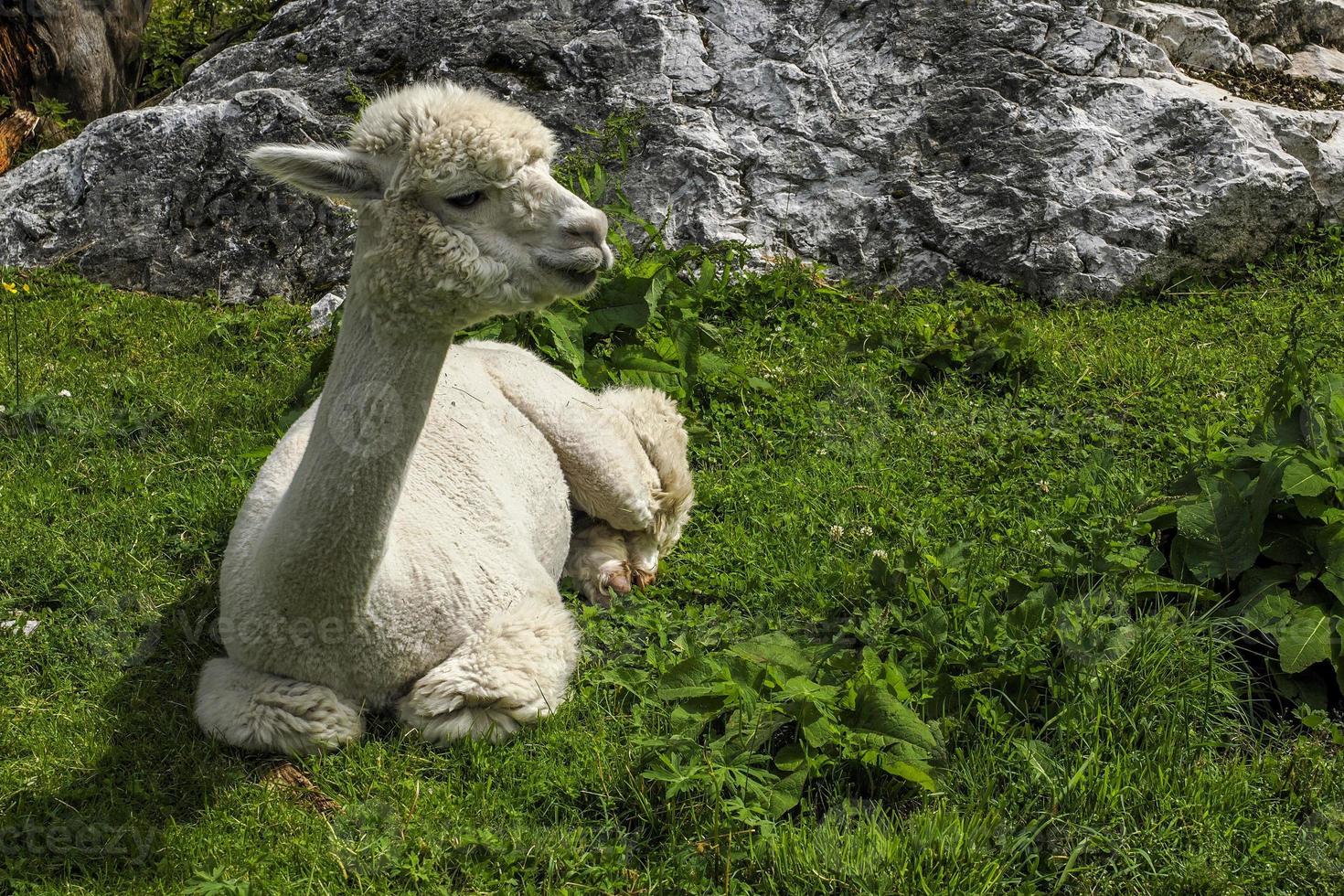 Alpaka entzückendes, flauschiges Porträt, das dich ansieht foto