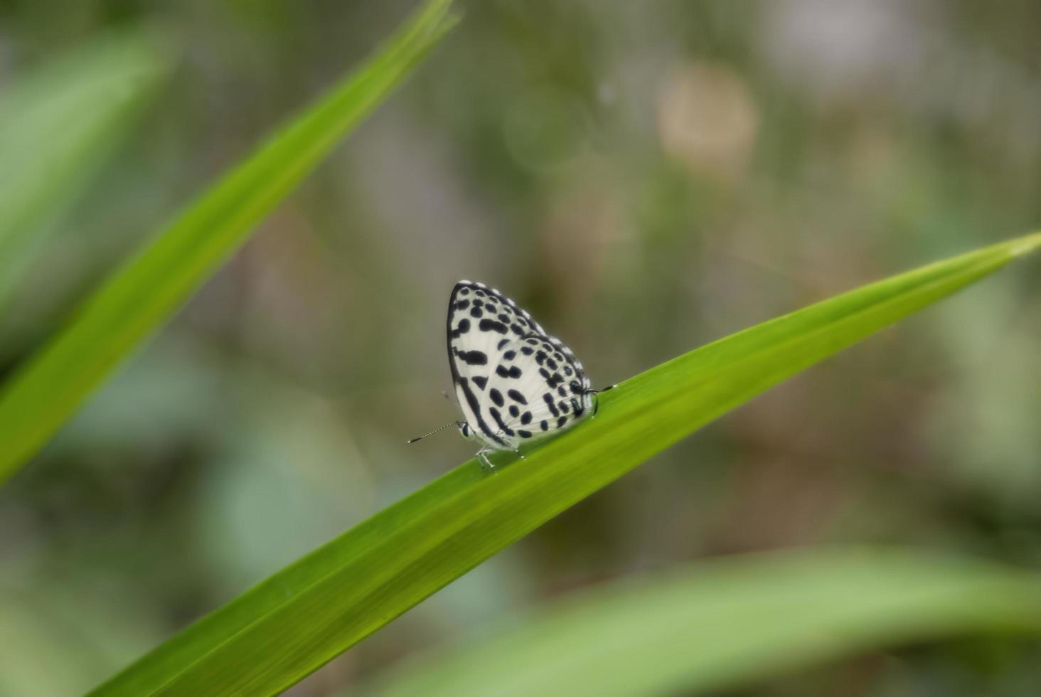 weißer Schmetterling, der im Profil auf einem grünen Blatt sitzt foto