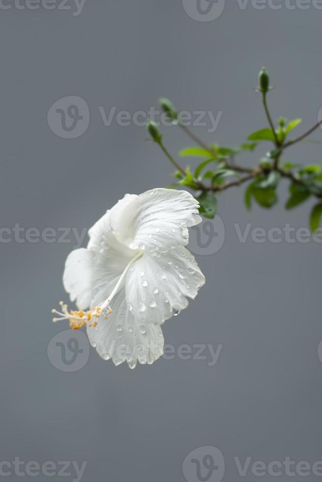 einzelne reinweiße Blume aus weißem Hibiskus auf grünem Hintergrund foto