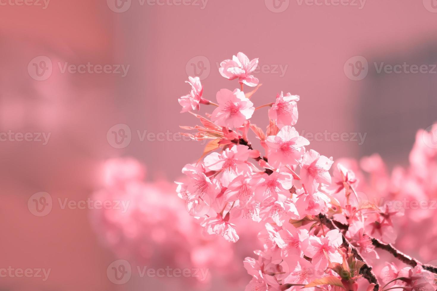 weiche pastellfarbe, kirschblüte oder sakura-blume auf naturunschärfehintergrund morgens ein frühlingstag foto