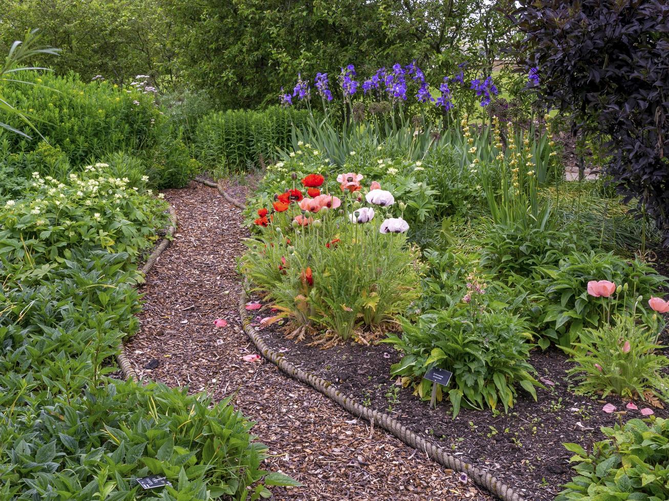 schmaler gewundener Pfad durch einen Garten mit Mohnblumen foto