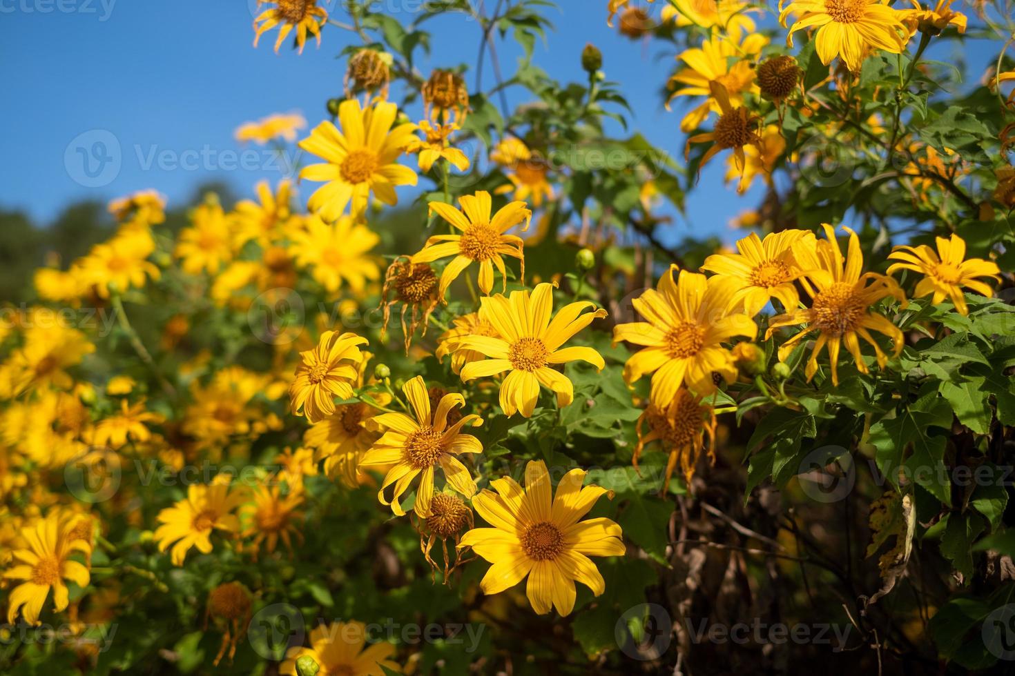 mexikanisches sonnenblumenfeld bei tung bua tong mae hong son, thailand foto