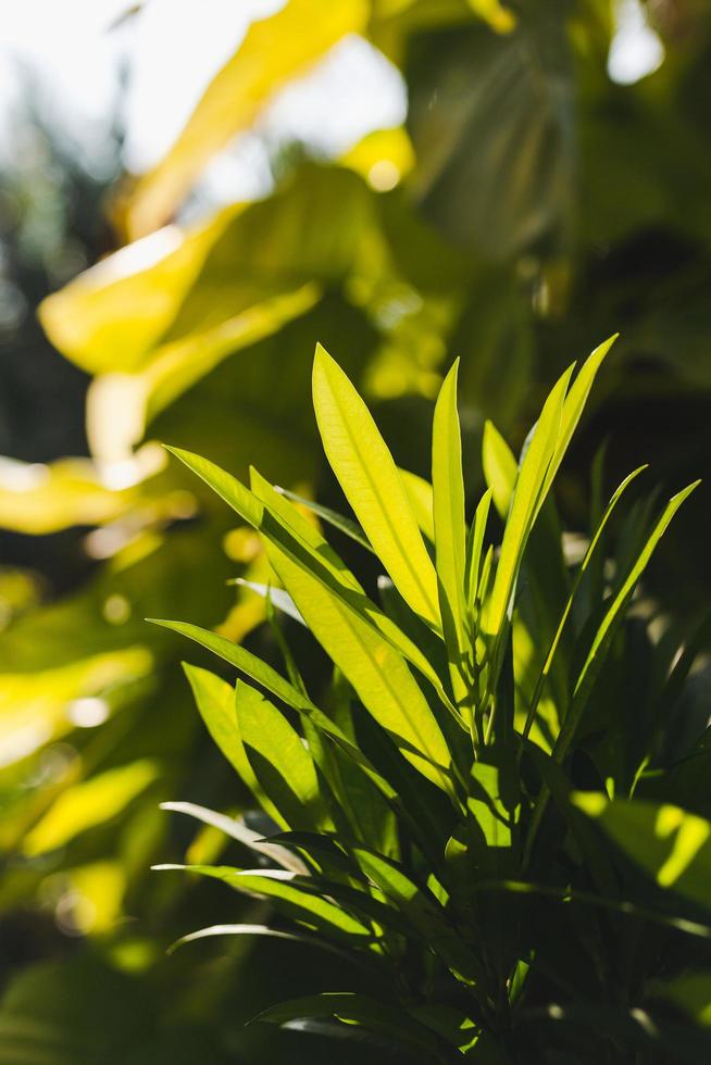 grüner Blatthintergrund in der Natur Sonnenlicht Hintergrundtextur. foto