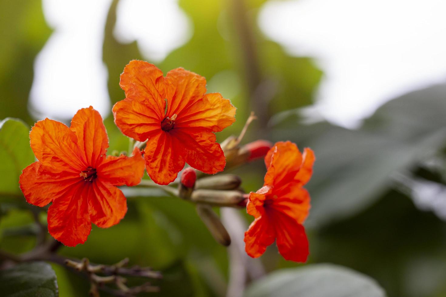 orange cordia oder geigerbaumblume blühen mit sonnenlicht im garten. foto