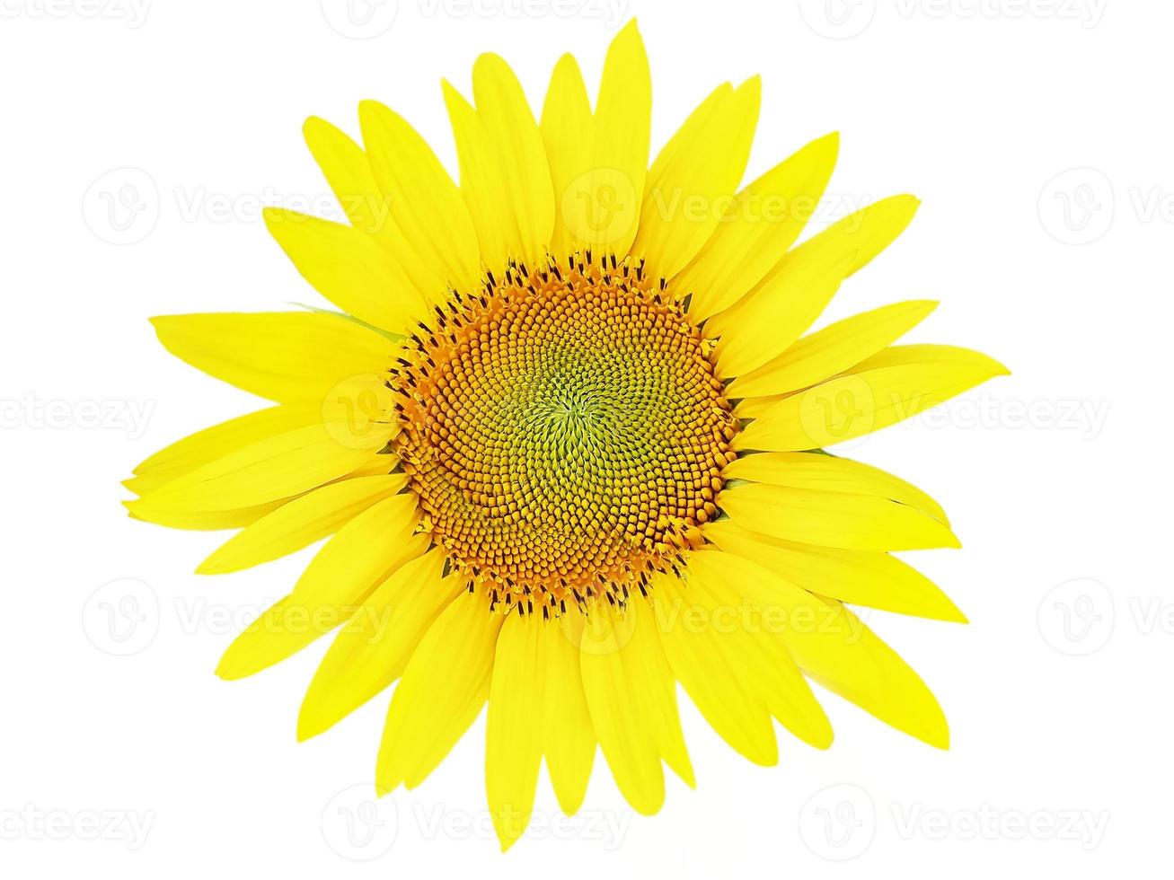 schöne Sonnenblumenblume mit verschiedenen Blütenblättern isoliert auf weißem Hintergrund foto