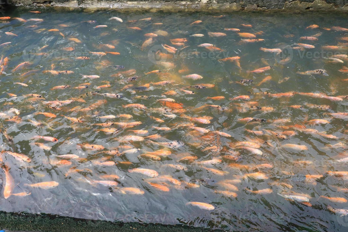 schöne koi-fische im teich im garten, fische unter wasser, karpfenfische foto