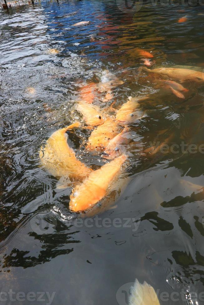 schöne koi-fische im teich im garten, fische unter wasser, karpfenfische foto