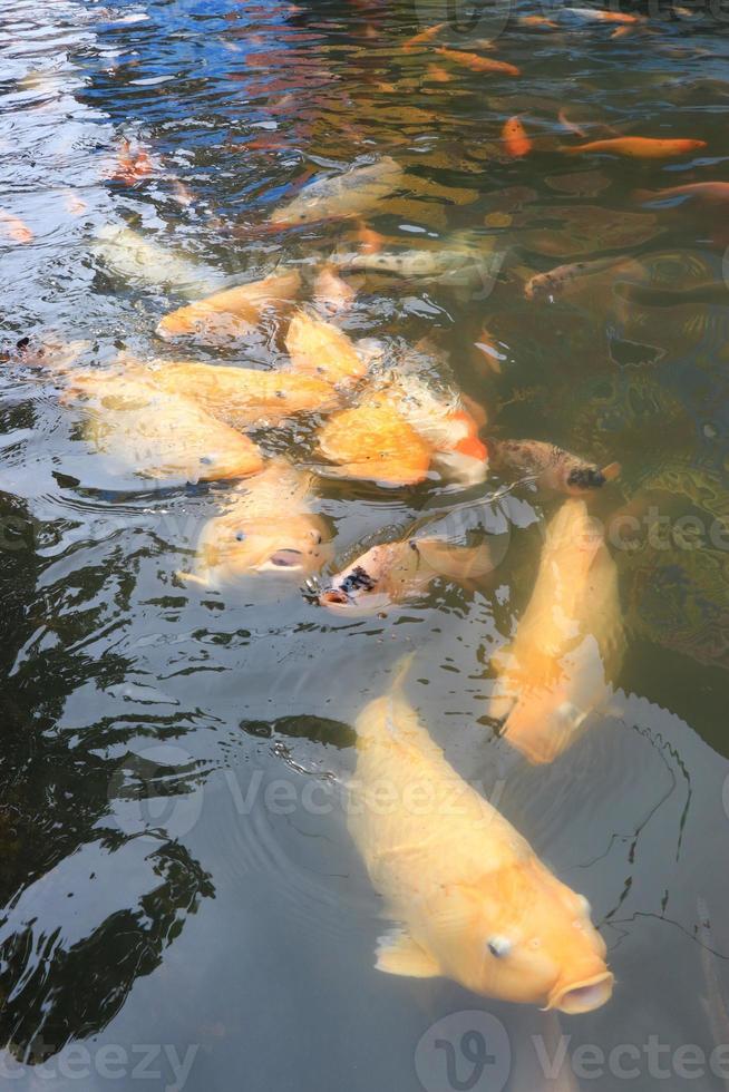 schöne koi-fische im teich im garten, fische unter wasser, karpfenfische foto