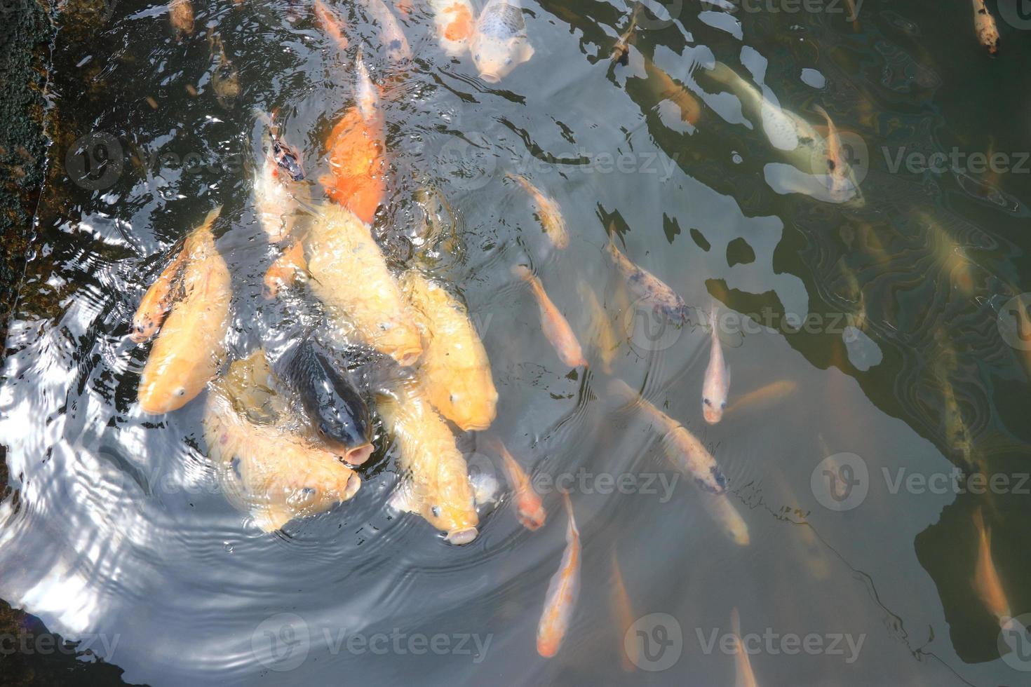 schöne koi-fische im teich im garten foto