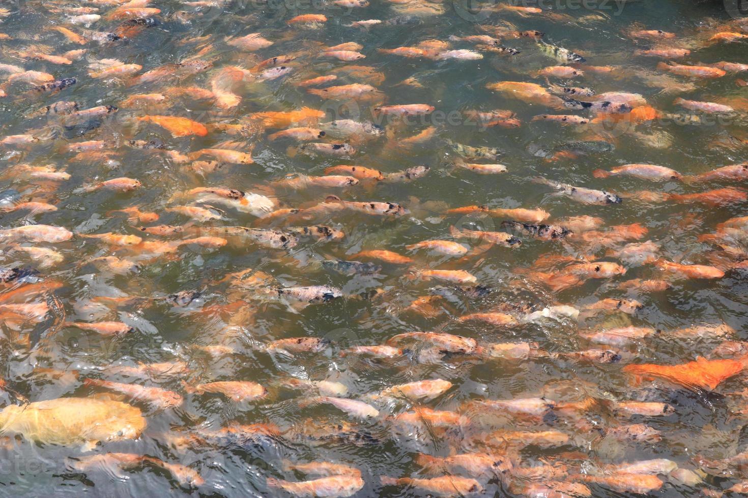 schöne koi-fische im teich im garten, fische unter wasser, karpfenfische foto