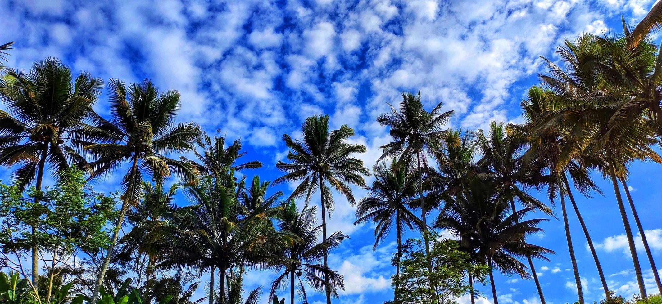 Cocos Nucifera oder Kokospalmen, die in den Reisfeldern wachsen, bilden wunderschöne Muster und Ansichten vor dem Hintergrund des blauen Himmels und der Wolkenfetzen foto