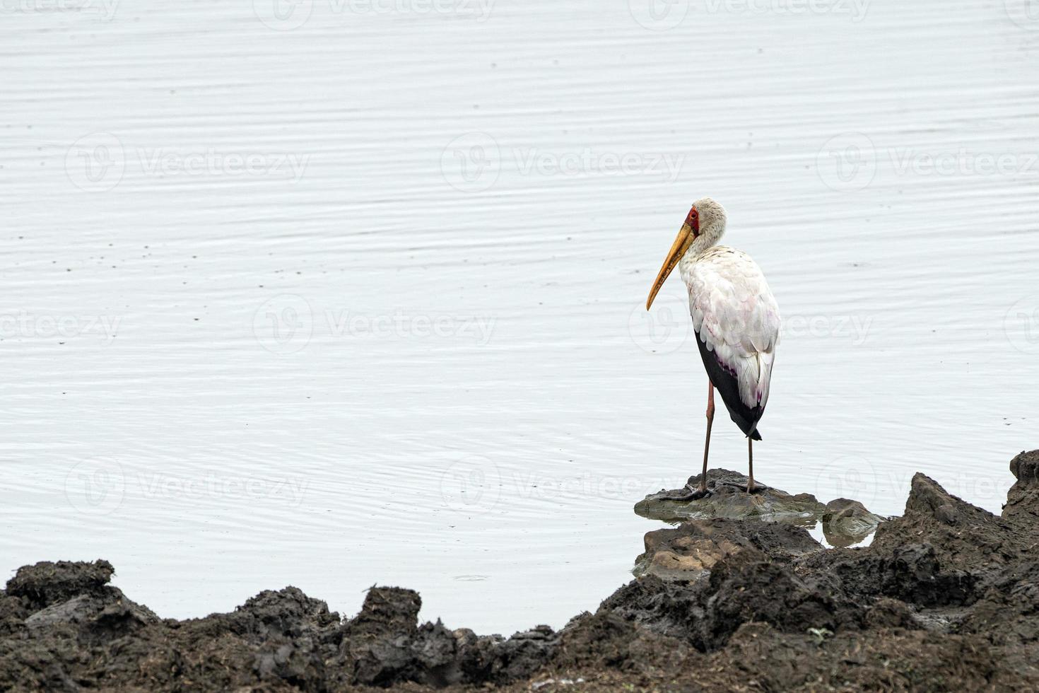 Gelbschnabelstorchvogel im Krüger Park foto