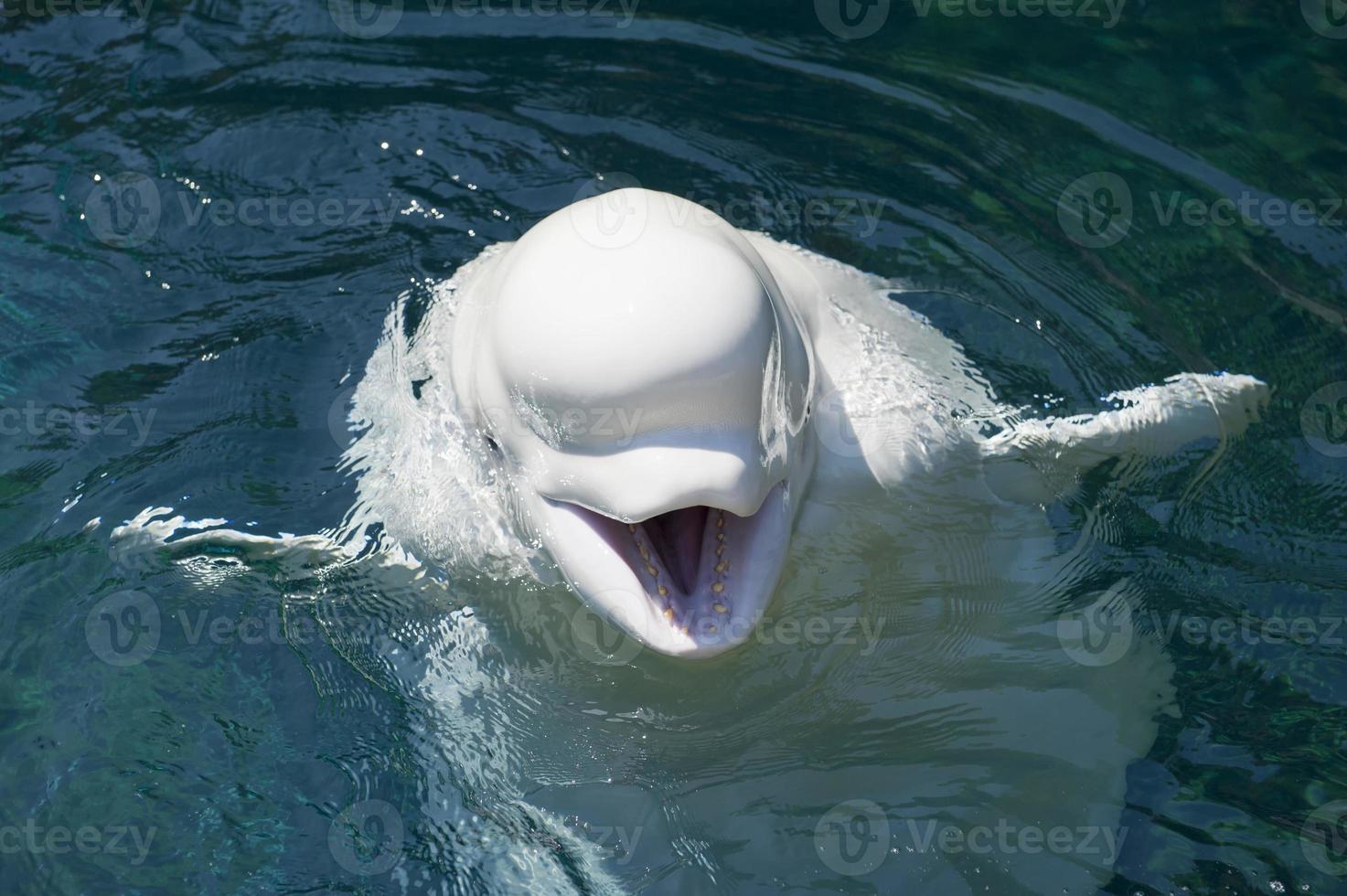 Ein isolierter weißer Delfin Beluga, der Sie im tiefblauen Meer ansieht foto