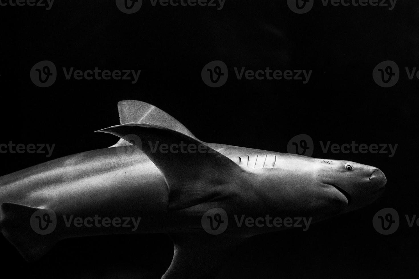 Shark Eye Nahaufnahme Detail Makro zum Angriff bereit foto