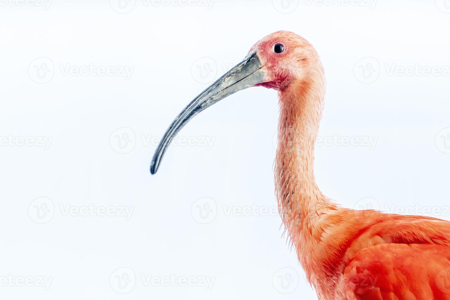 scharlachroter ibis-vogel lokalisiert auf weiß foto