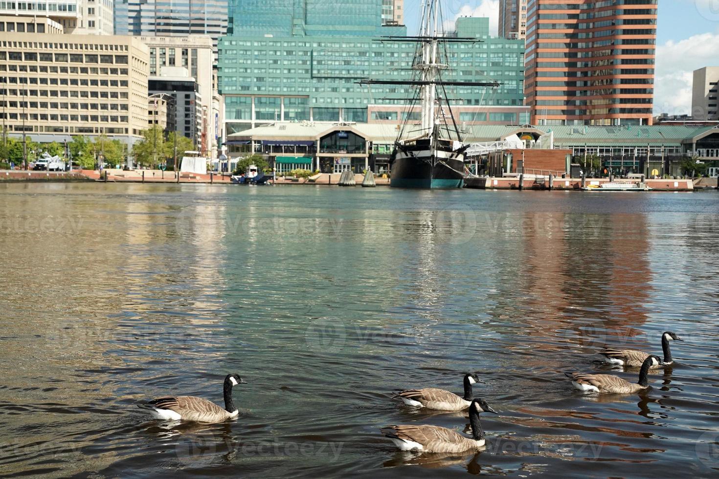 Kanadische Gans schwimmen im inneren Hafen von Baltimore, Maryland foto