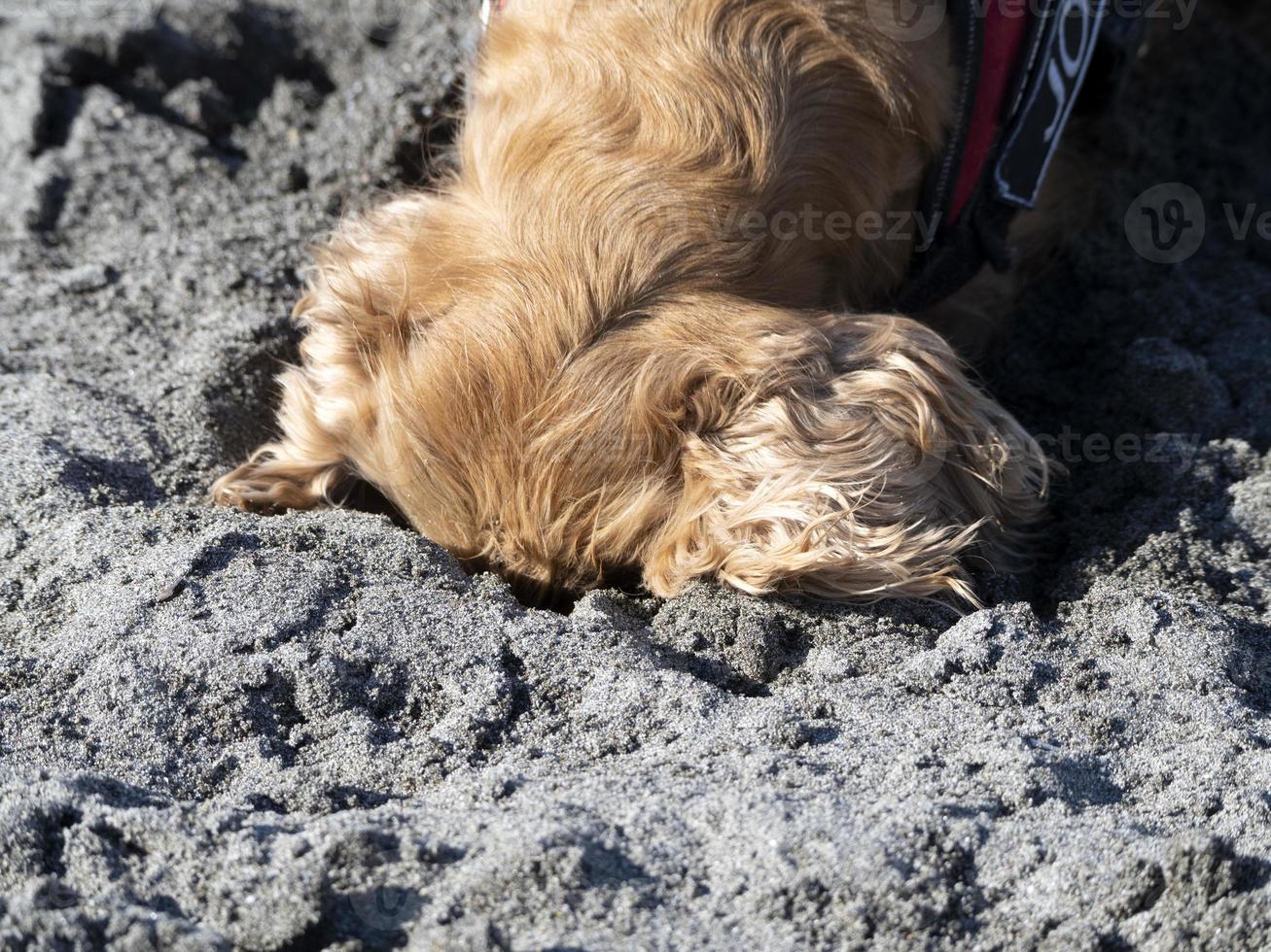 glücklicher hund cockerspaniel, der am strand spielt foto