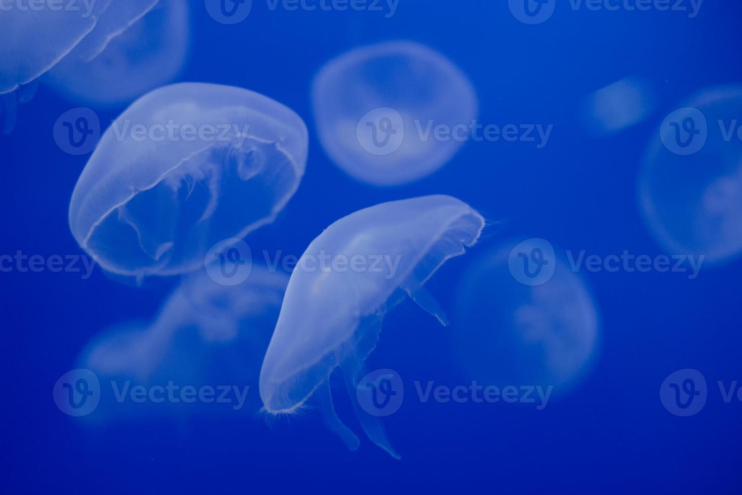 Aquarienquallen im tiefen Blau foto