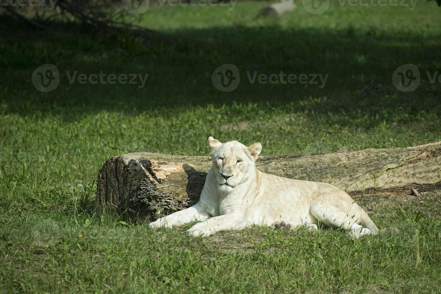 weiße weibliche Löwe Nahaufnahme Porträt foto