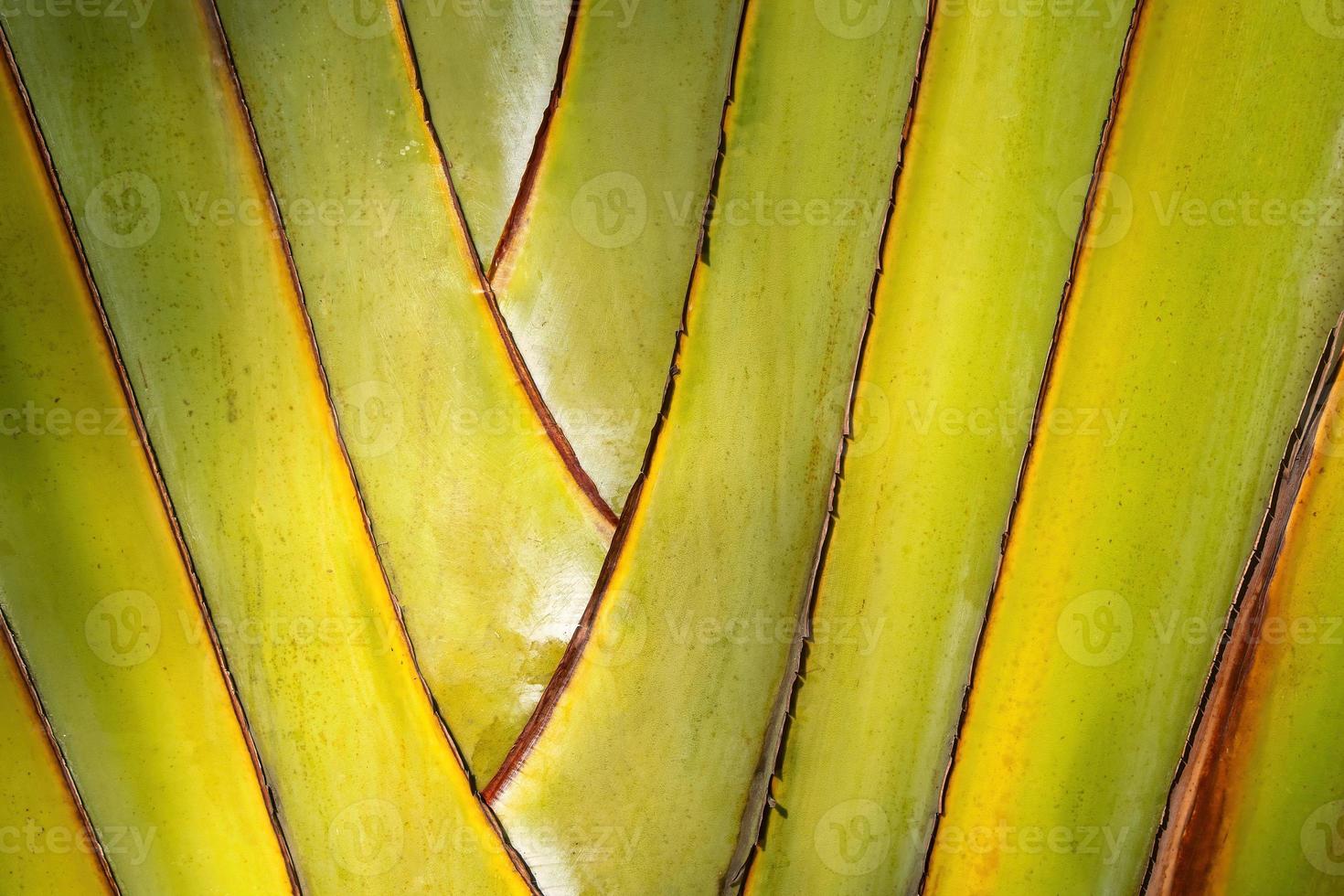 Reisende Palmenmuster Hintergrund foto