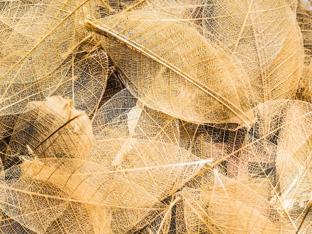 Draufsicht auf schöne dekorative transparente Blätter foto