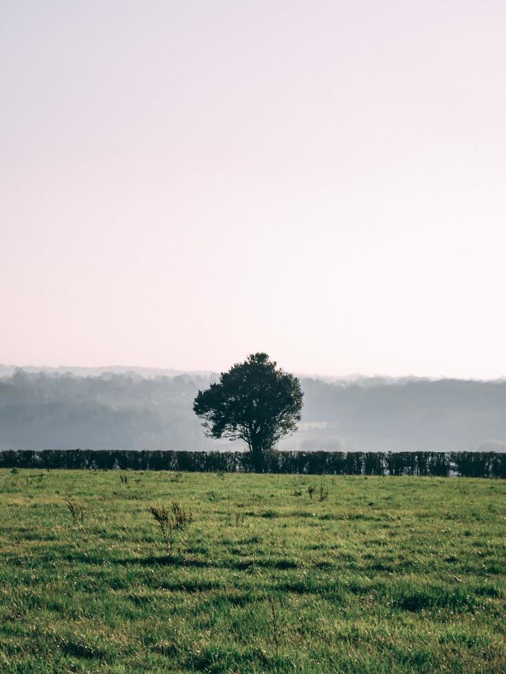 entfernter grüner Baum foto