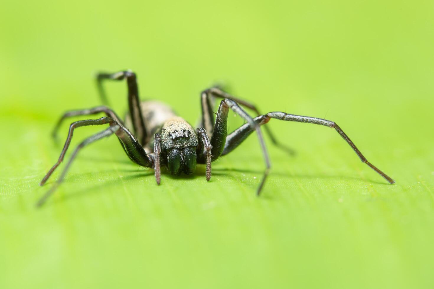 Makrospinne auf einem Blatt foto