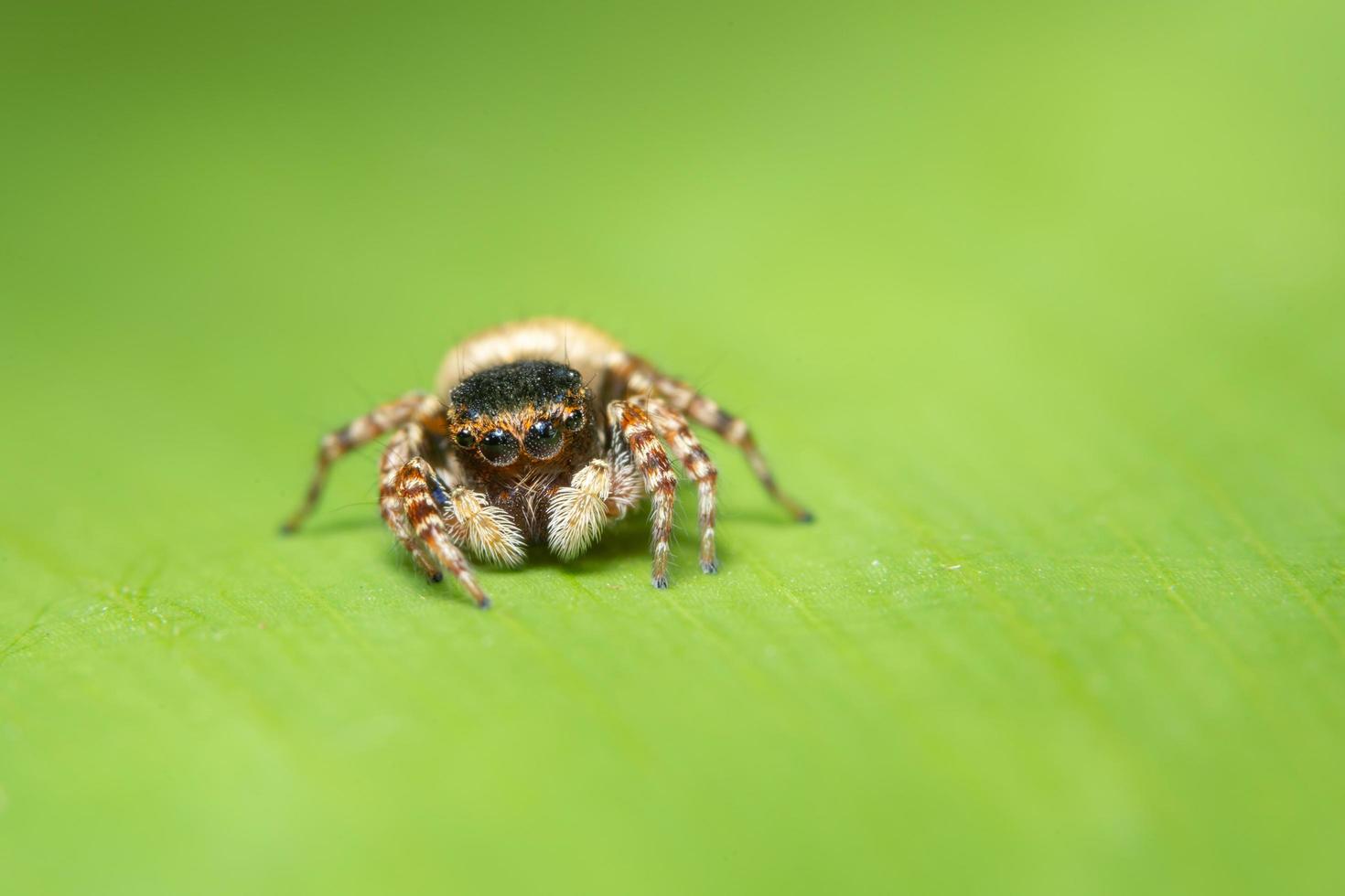 Spinne auf einem Blatt, Nahaufnahme foto