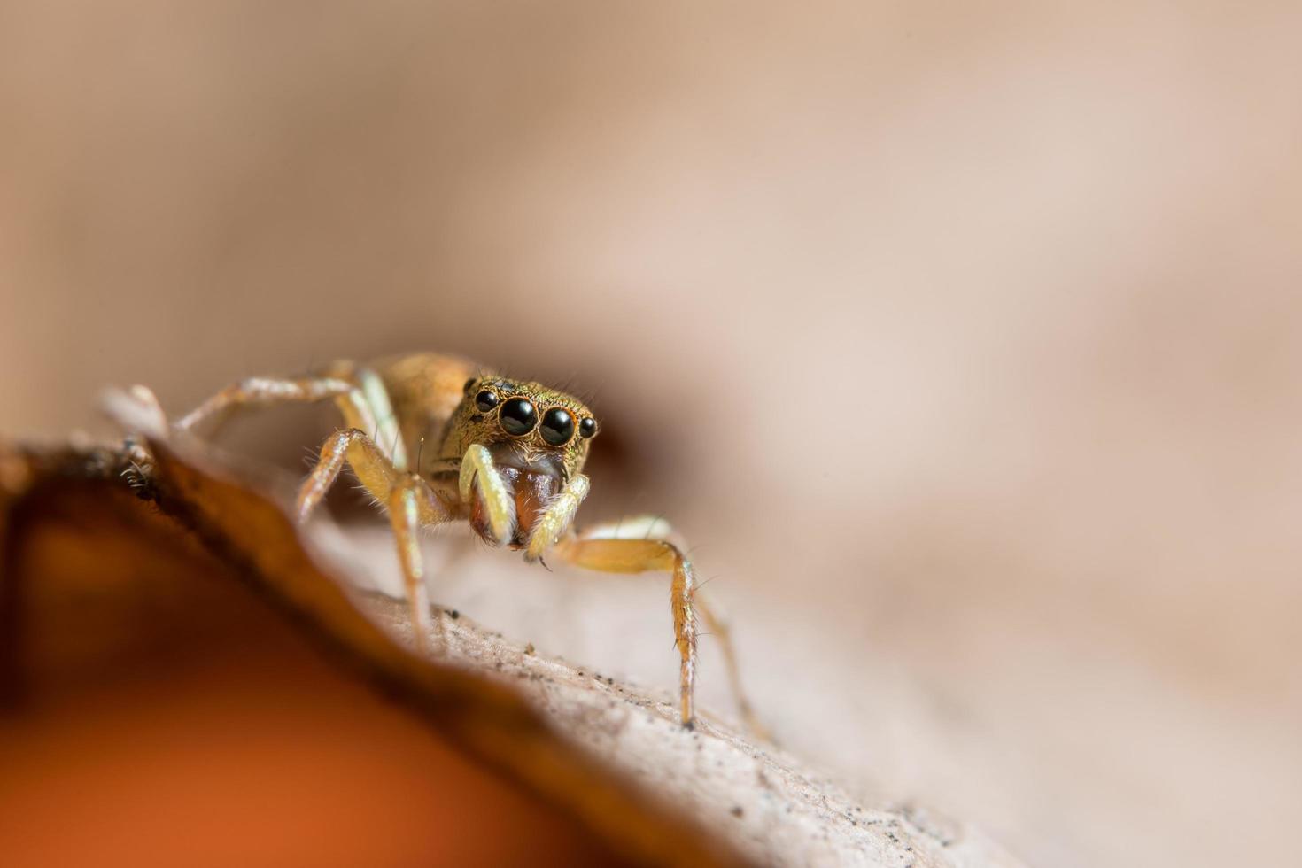 Spinne auf einem Blatt, Nahaufnahme foto