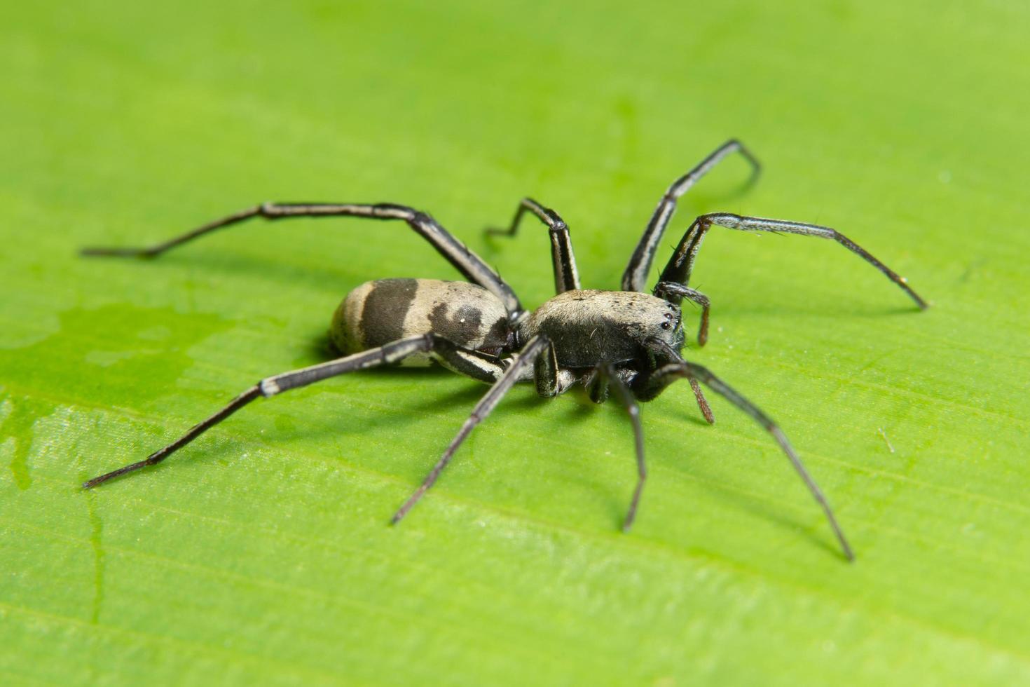 Spinne auf einem Blatt, Nahaufnahme foto