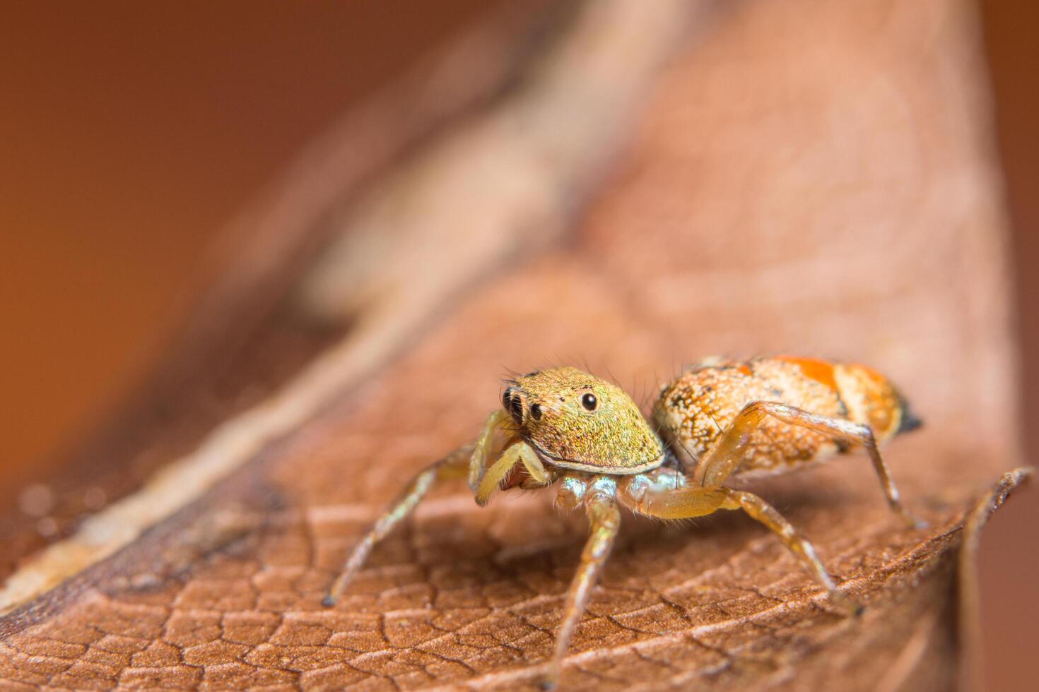 Makrospinne auf einem trockenen Blatt foto