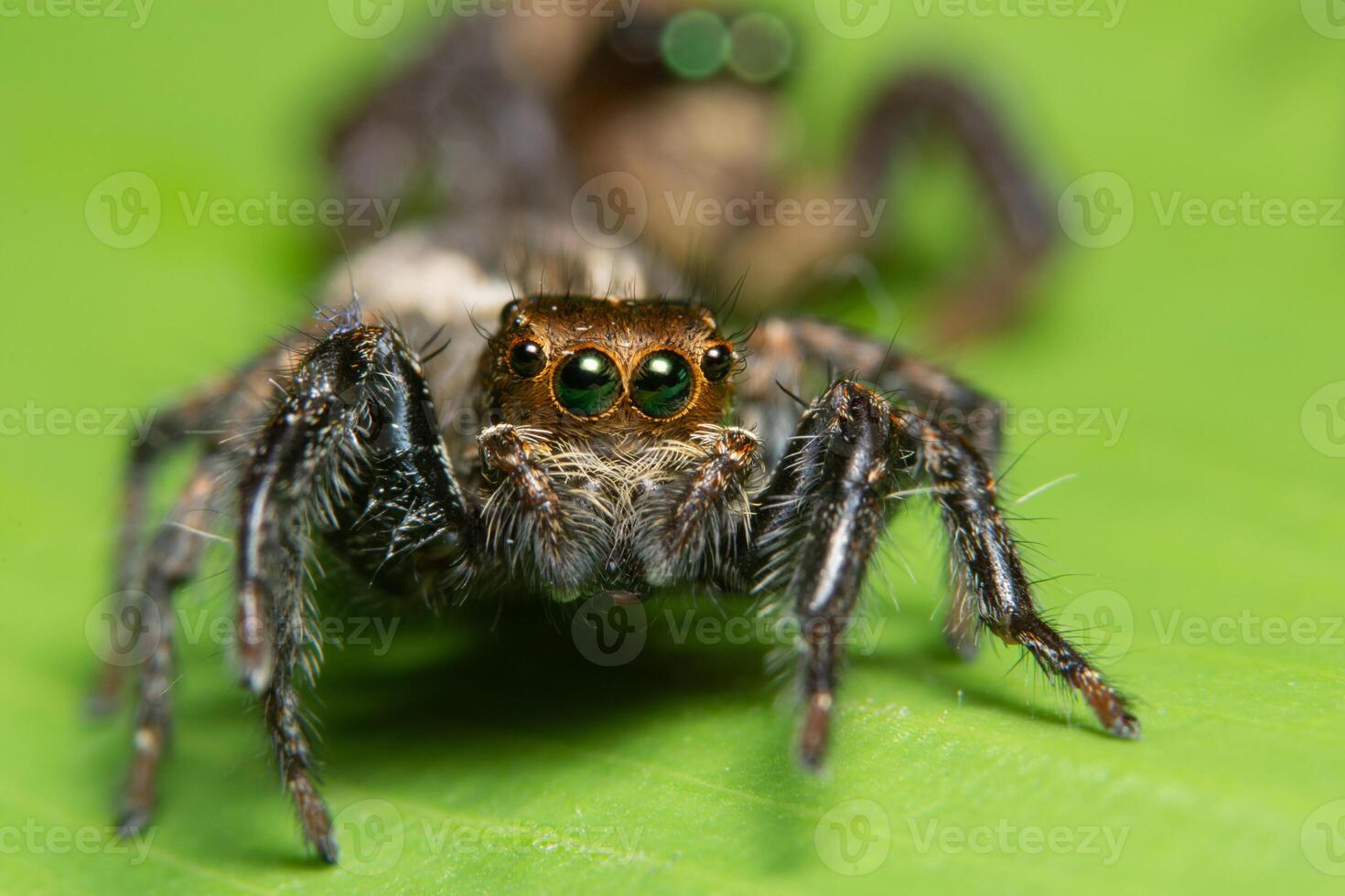 Spinne auf einem Blatt, Nahaufnahme foto