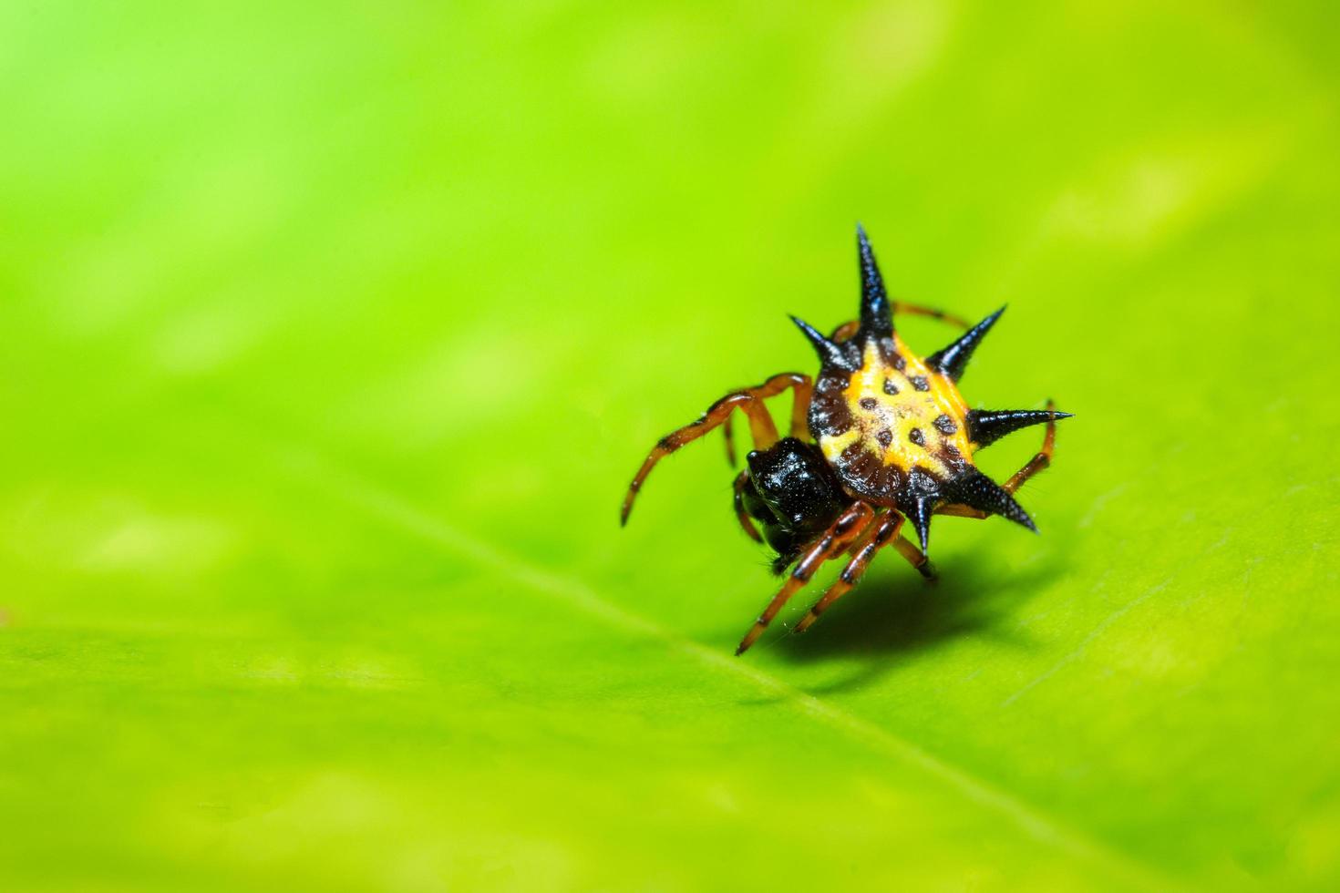 Spinne auf einem grünen Blatt foto