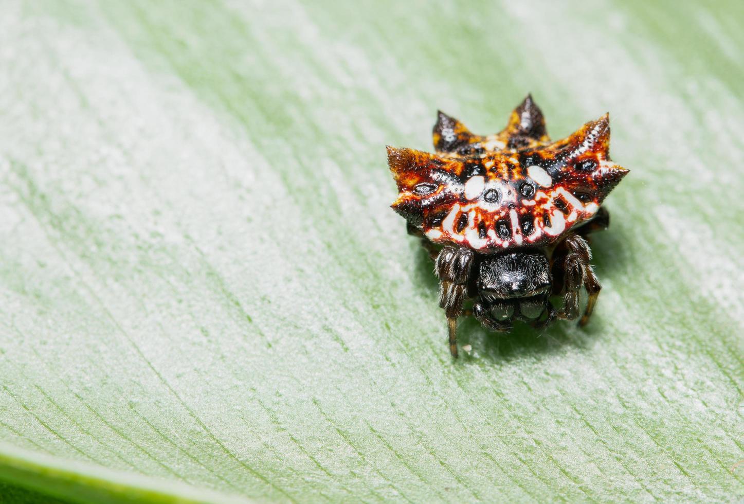 Spinne auf einem Blatt, Nahaufnahme foto