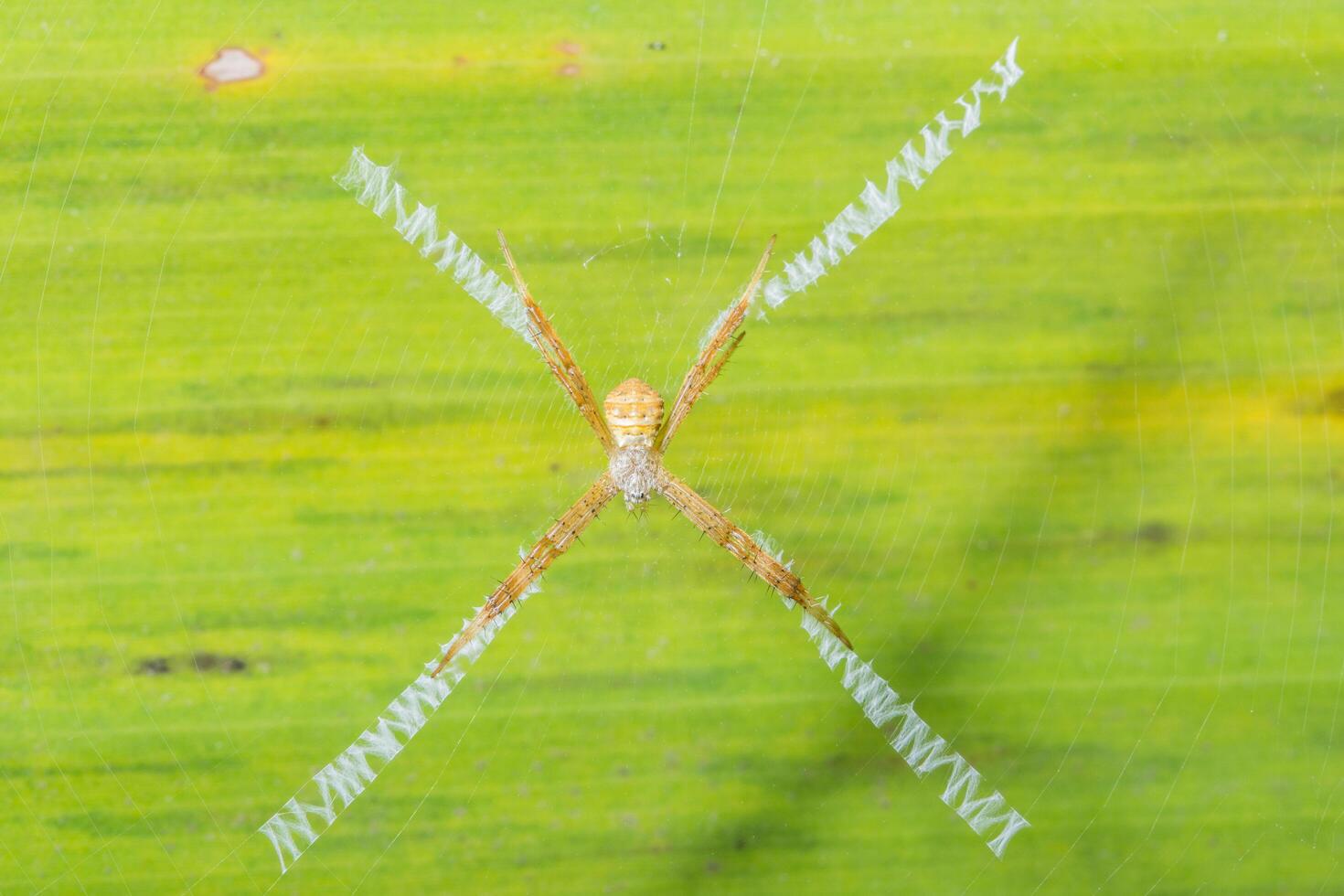 Spinne über einem Blatt, Nahaufnahme foto