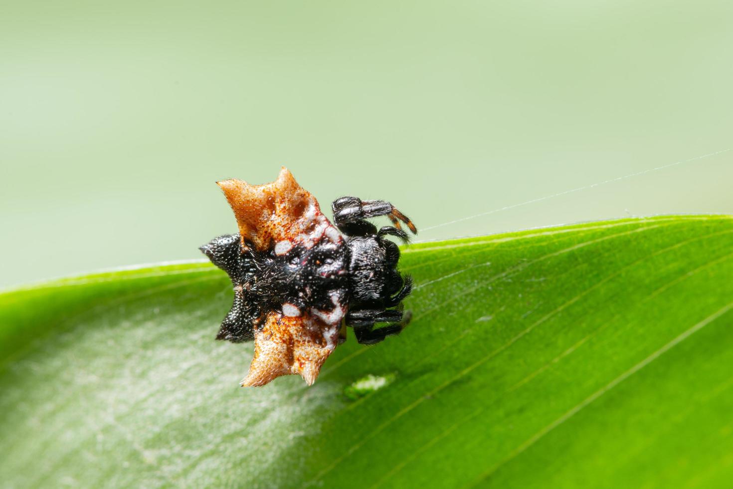 Spinne auf einem grünen Blatt foto