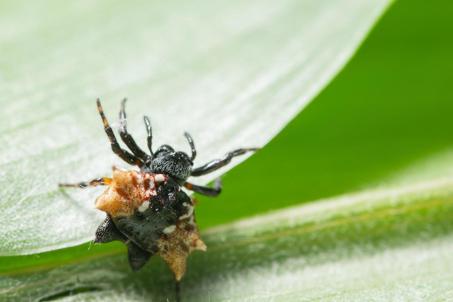 Spinne auf einem Blatt, Nahaufnahme foto