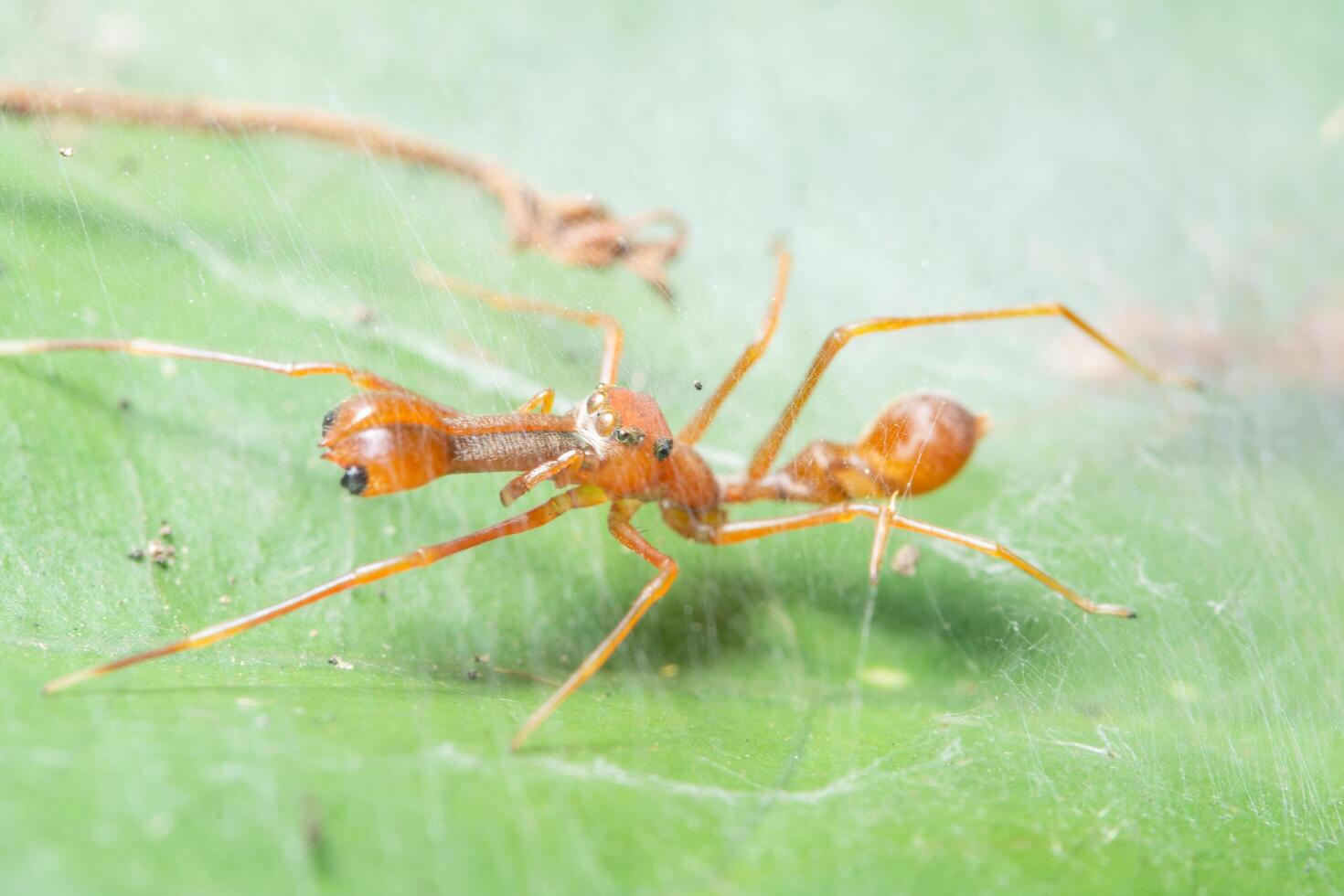 Spinne auf einem Blatt, Nahaufnahme foto