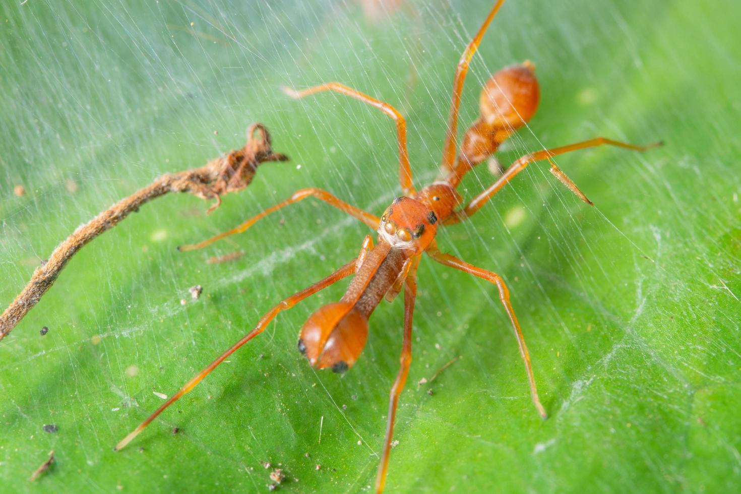 Spinne auf einem Blatt, Nahaufnahme foto