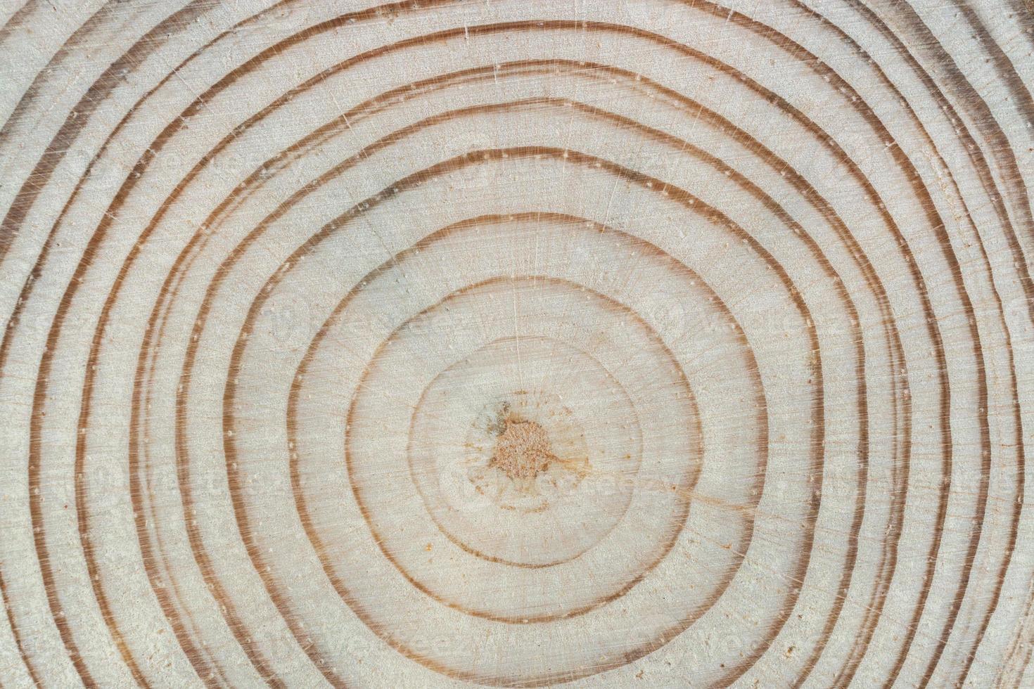 Holzstruktur. Quersäge geschnittene Kiefer mit Jahresringen aus nächster Nähe. foto